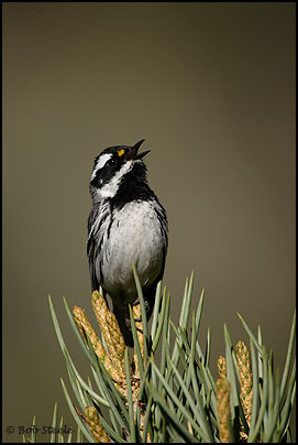 Black-throated Gray Warbler (Dendroica nigrescens)