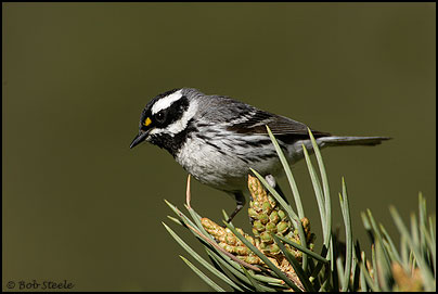 Black-throated Gray Warbler (Dendroica nigrescens)
