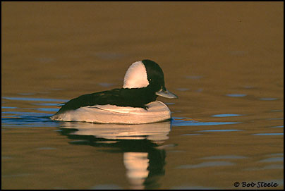 Bufflehead (Bucephala albeola)