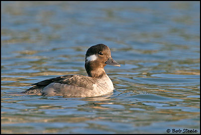 Bufflehead (Bucephala albeola)
