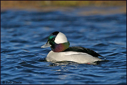Bufflehead (Bucephala albeola)
