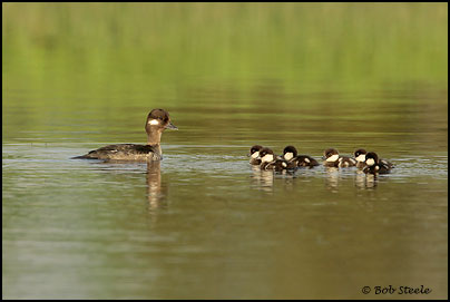 Bufflehead (Bucephala albeola)