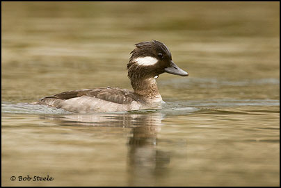 Bufflehead (Bucephala albeola)