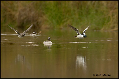 Bufflehead (Bucephala albeola)
