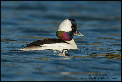 Bufflehead (Bucephala albeola)