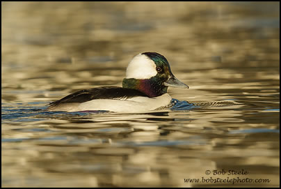 Bufflehead (Bucephala albeola)
