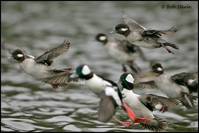 Bufflehead (Bucephala albeola)