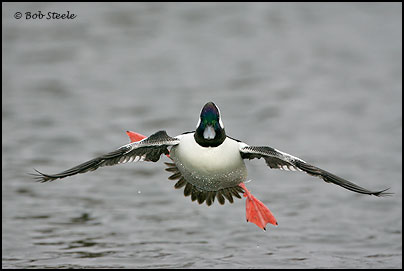Bufflehead (Bucephala albeola)