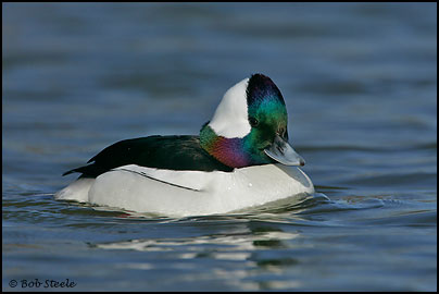 Bufflehead (Bucephala albeola)