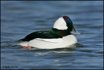 Bufflehead (Bucephala albeola)