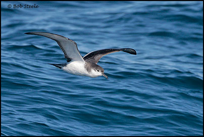 Buller's Shearwater (Puffinus bulleri)