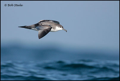 Buller's Shearwater (Puffinus bulleri)
