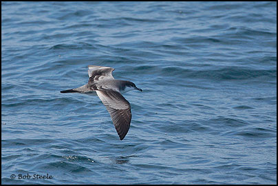 Buller's Shearwater (Puffinus bulleri)