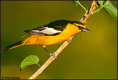 Bullock's Oriole (Icterus bullockii)