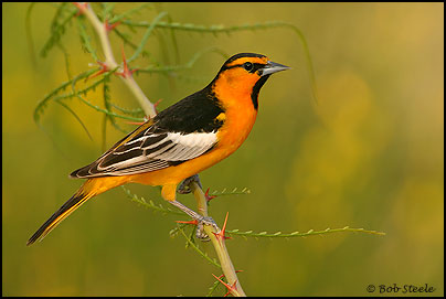 Bullock's Oriole (Icterus bullockii)