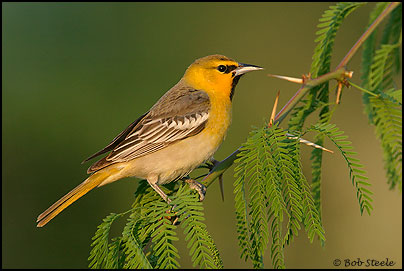 Bullock's Oriole (Icterus bullockii)
