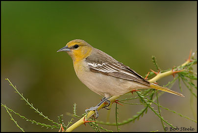 Bullock's Oriole (Icterus bullockii)