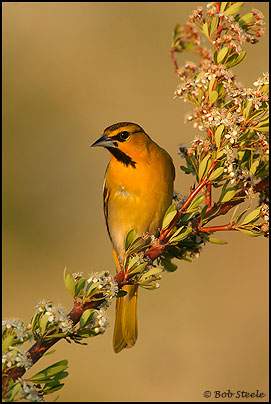 Bullock's Oriole (Icterus bullockii)