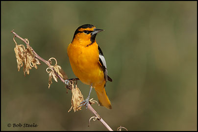 Bullock's Oriole (Icterus bullockii)