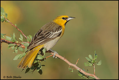 Bullock's Oriole a(Icterus bullockii)