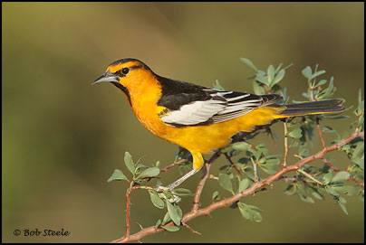 Bullock's Oriole a(Icterus bullockii)