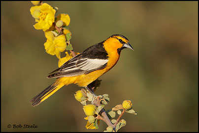 Bullock's Oriole (Icterus bullockii)