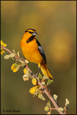 Bullock's Oriole (Icterus bullockii)