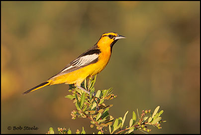 Bullock's Oriole (Icterus bullockii)