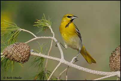 Bullock's Oriole (Icterus bullockii)