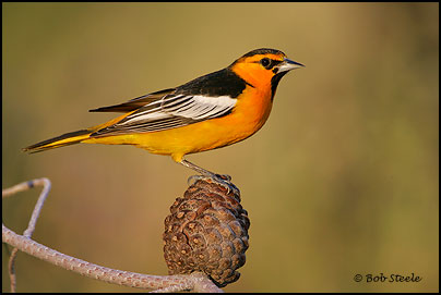 Bullock's Oriole (Icterus bullockii)