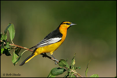 Bullock's Oriole (Icterus bullockii)