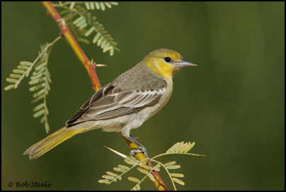 Bullock's Oriole (Icterus bullockii)