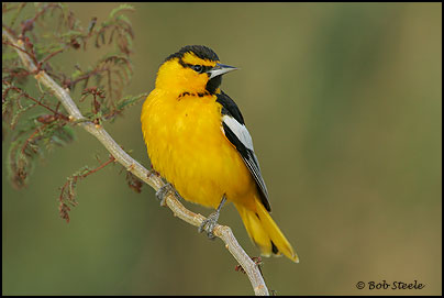 Bullock's Oriole (Icterus bullockii)