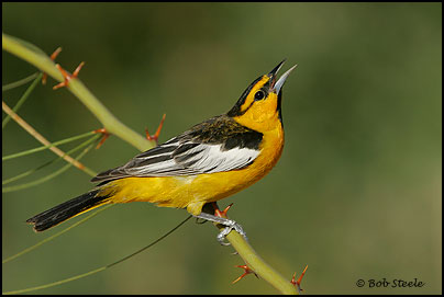 Bullock's Oriole (Icterus bullockii)