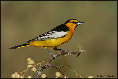 Bullock's Oriole (Icterus bullockii)