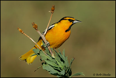 Bullock's Oriole (Icterus bullockii)