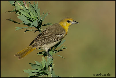 Bullock's Oriole (Icterus bullockii)