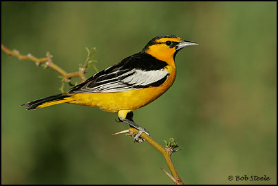 Bullock's Oriole (Icterus bullockii)
