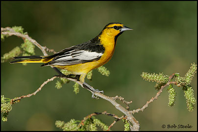Bullock's Oriole (Icterus bullockii)