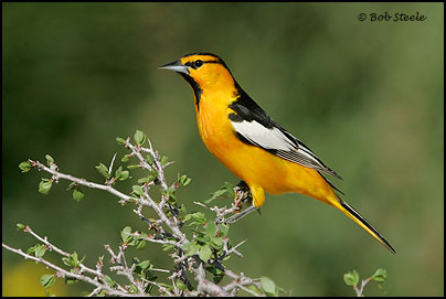 Bullock's Oriole (Icterus bullockii)
