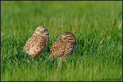 Burrowing Owl (Athene cunicularia)