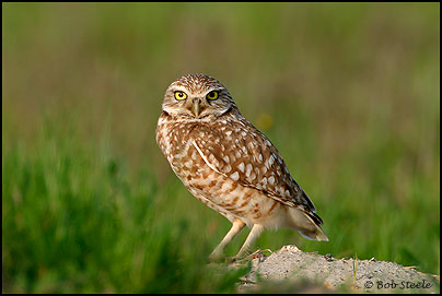 Burrowing Owl (Athene cunicularia)