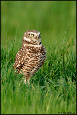 Burrowing Owl (Athene cunicularia)