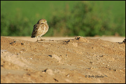 Burrowing Owl (Athene cunicularia)