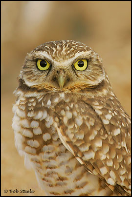 Burrowing Owl (Athene cunicularia)