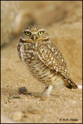 Burrowing Owl (Athene cunicularia)