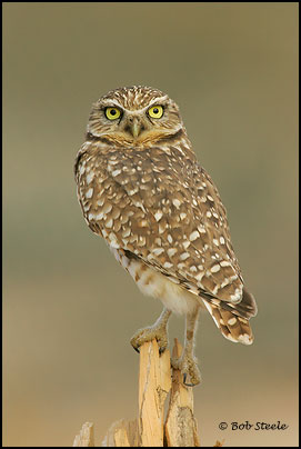 Burrowing Owl (Athene cunicularia)