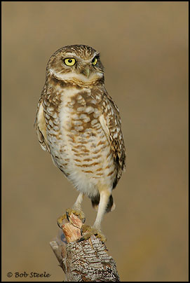 Burrowing Owl (Athene cunicularia)
