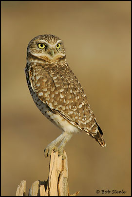 Burrowing Owl (Athene cunicularia)