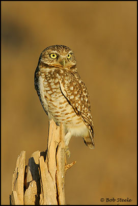 Burrowing Owl (Athene cunicularia)